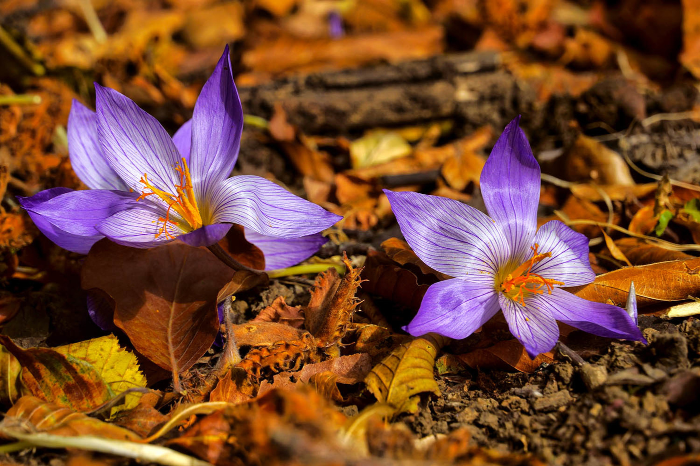 Крокус прекрасный
