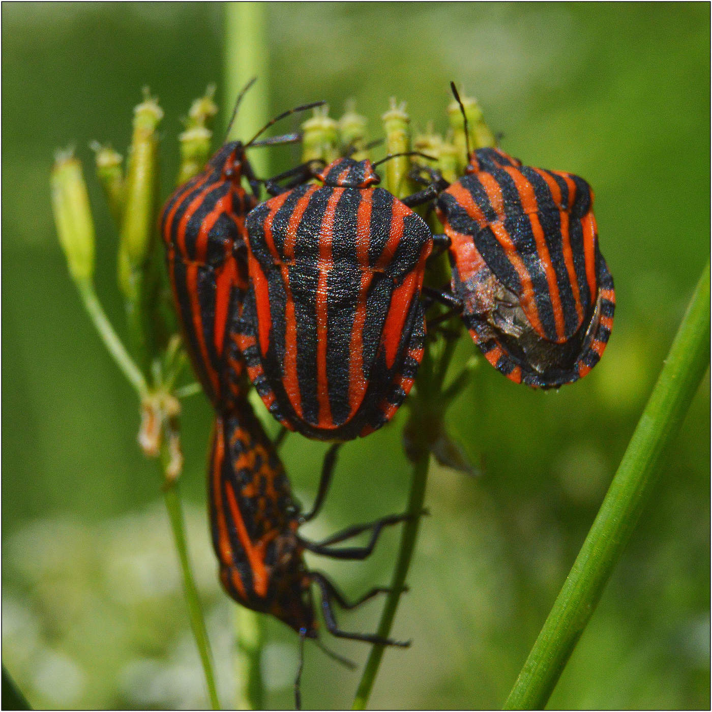 Плечом к плечу.