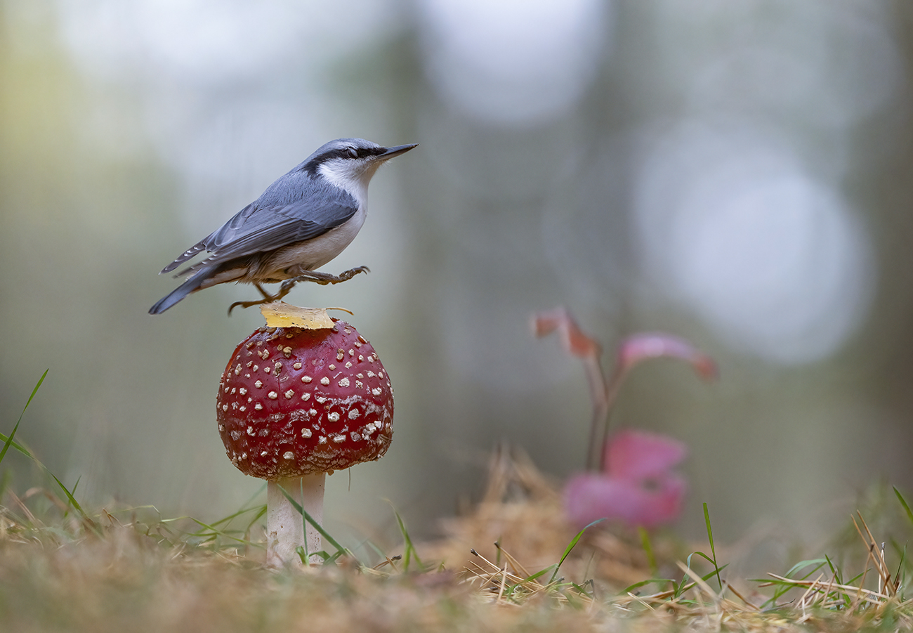 Попрыгунчик