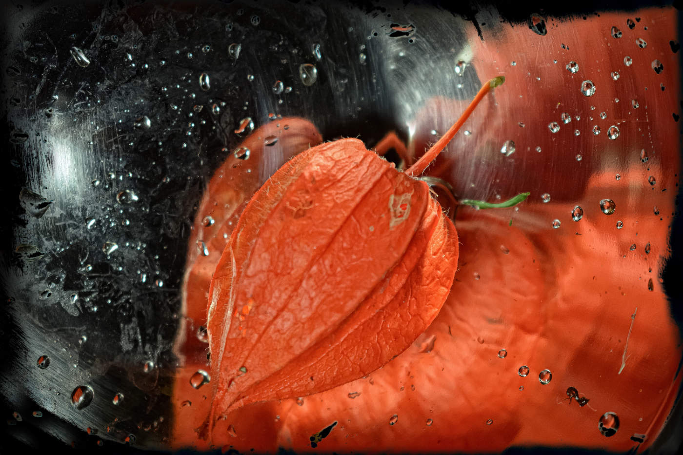 Физалис. Фантизия.