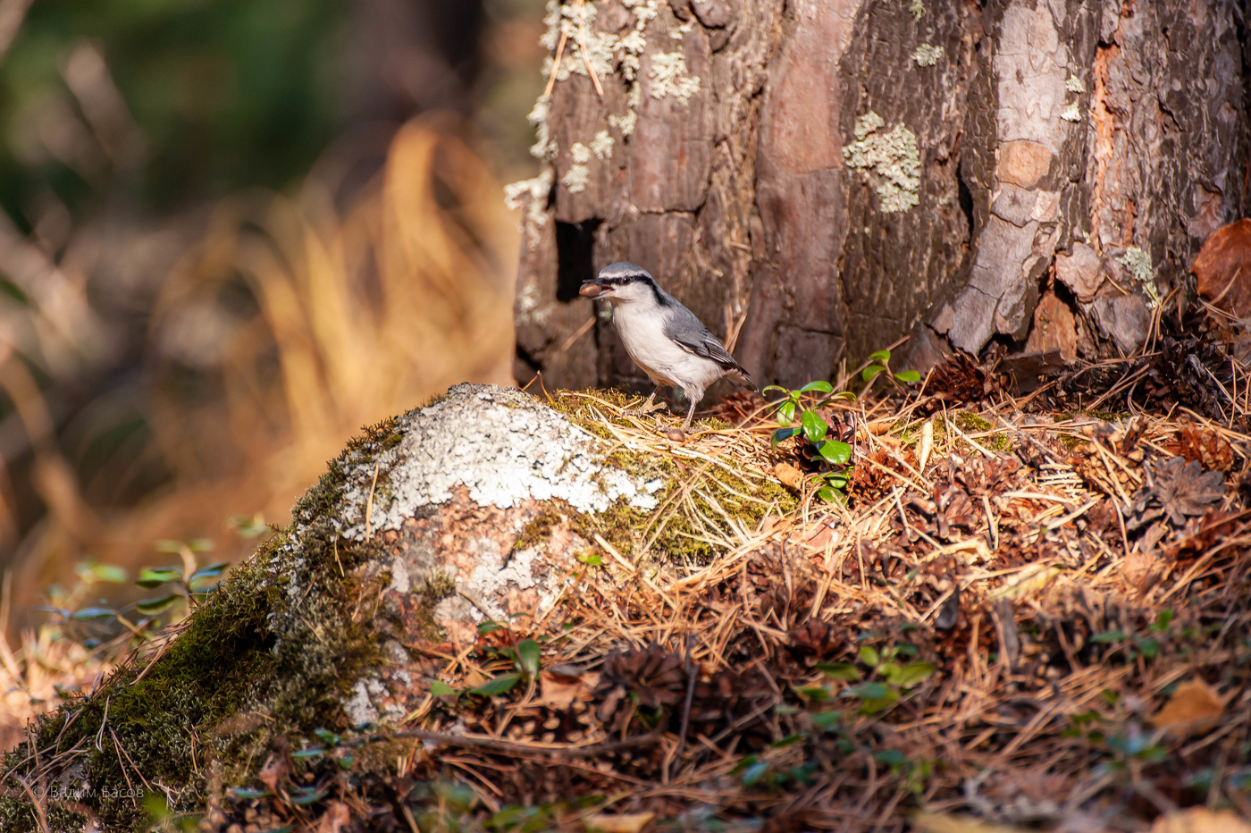 Надо бы ещё и орех прихватить....