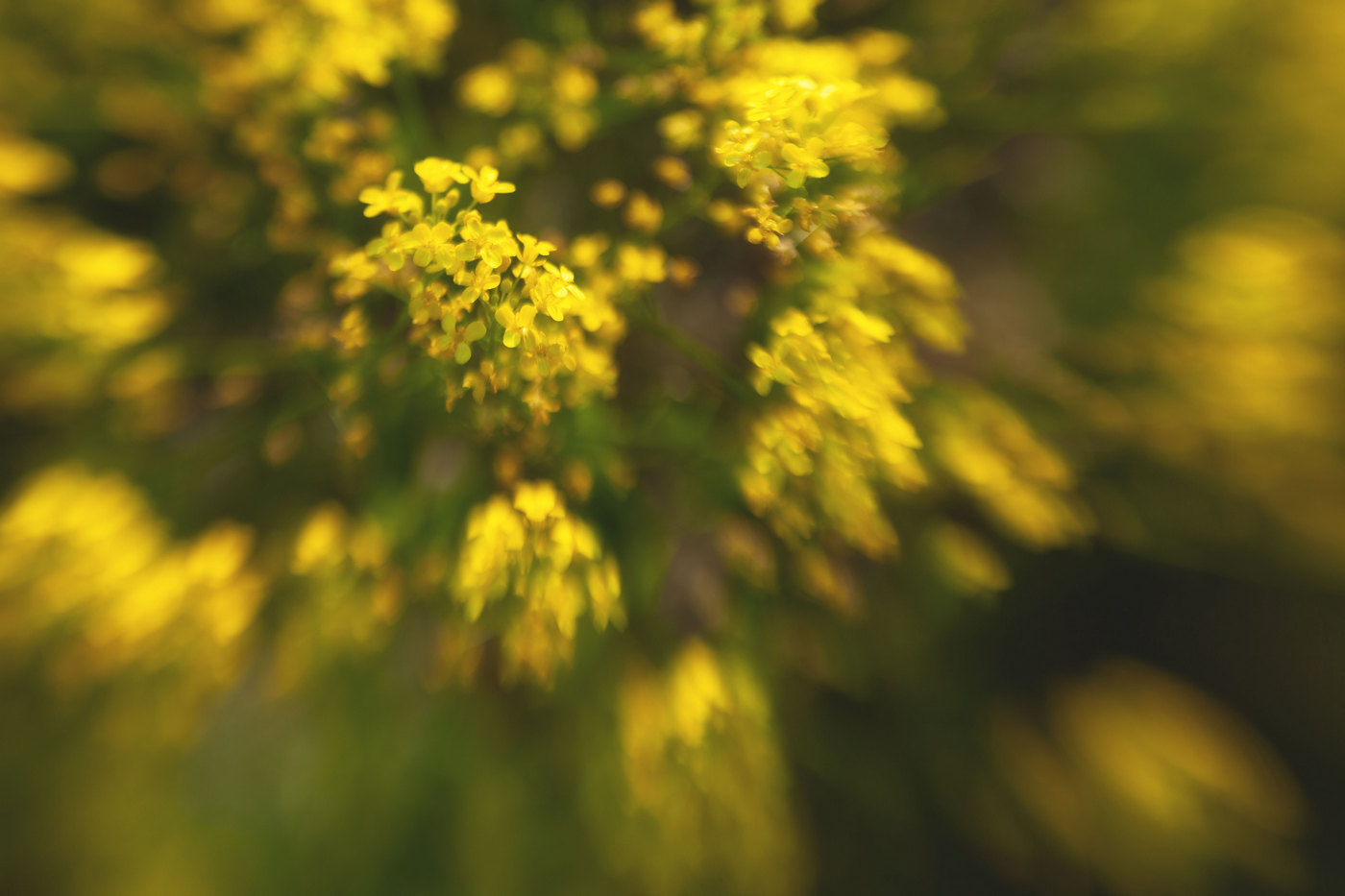 Жизнь вокруг