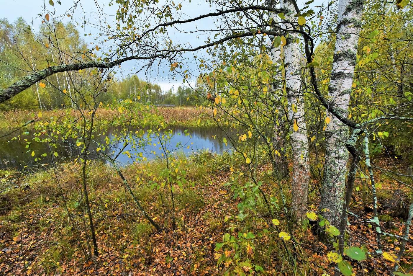 "На прощанье осталась оторопь желтой листвы за окном..."