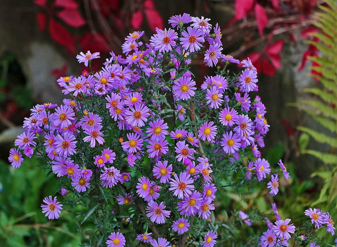 Сентябринки