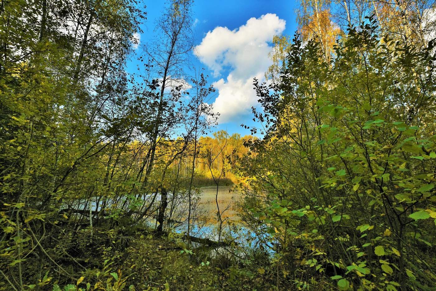 "Меж редеющих верхушек показалась синева ..."