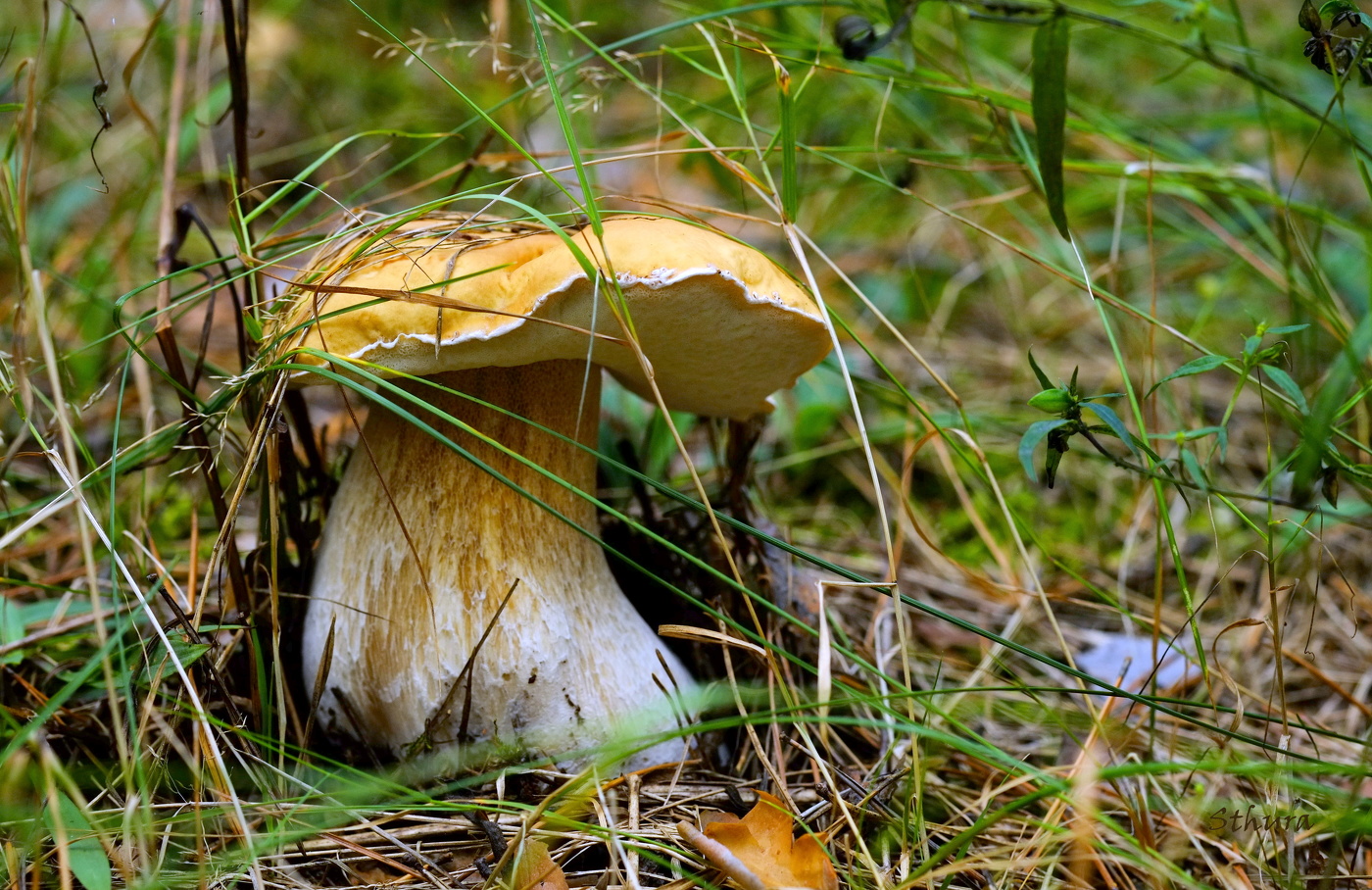 Белый гриб.