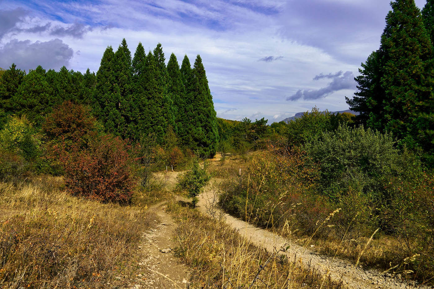 Секвойядендроны