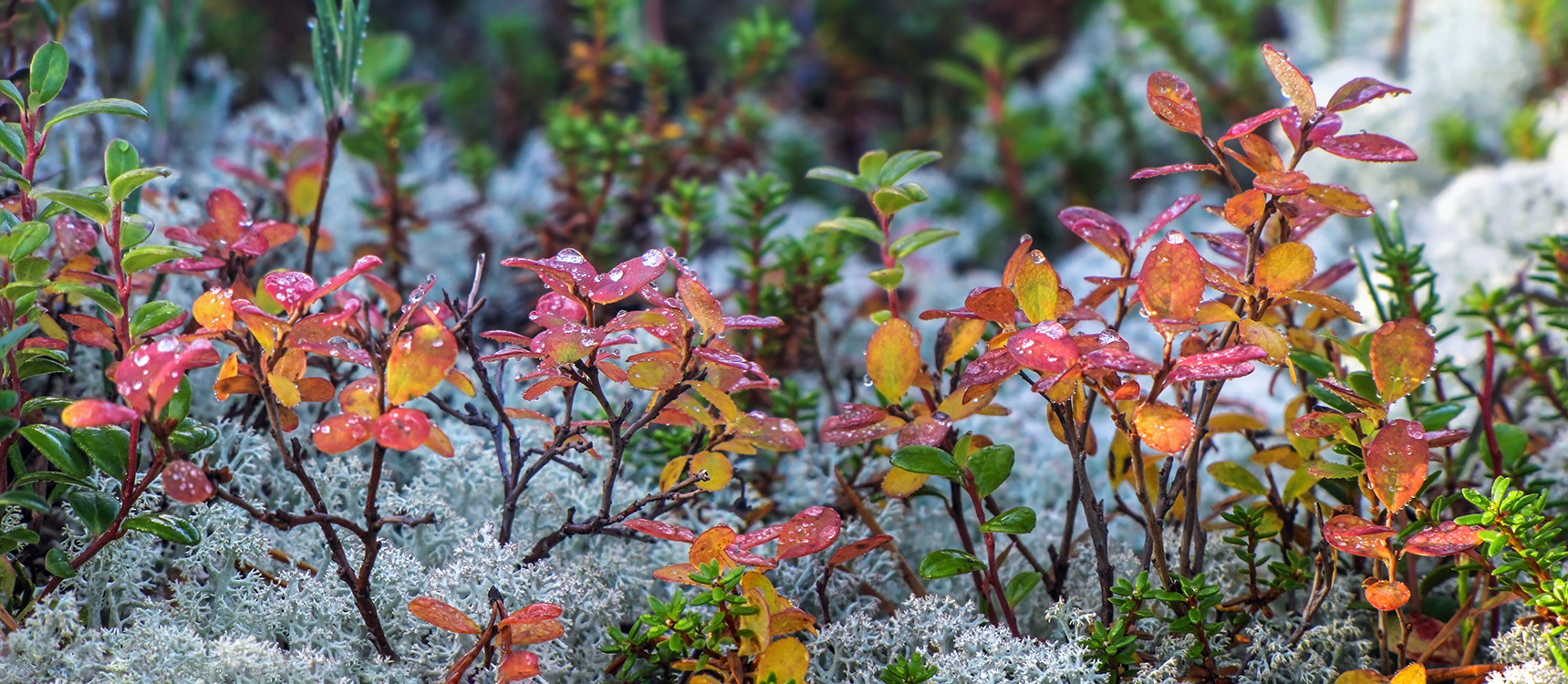 и капельки дождя на ярких листьях голубики...