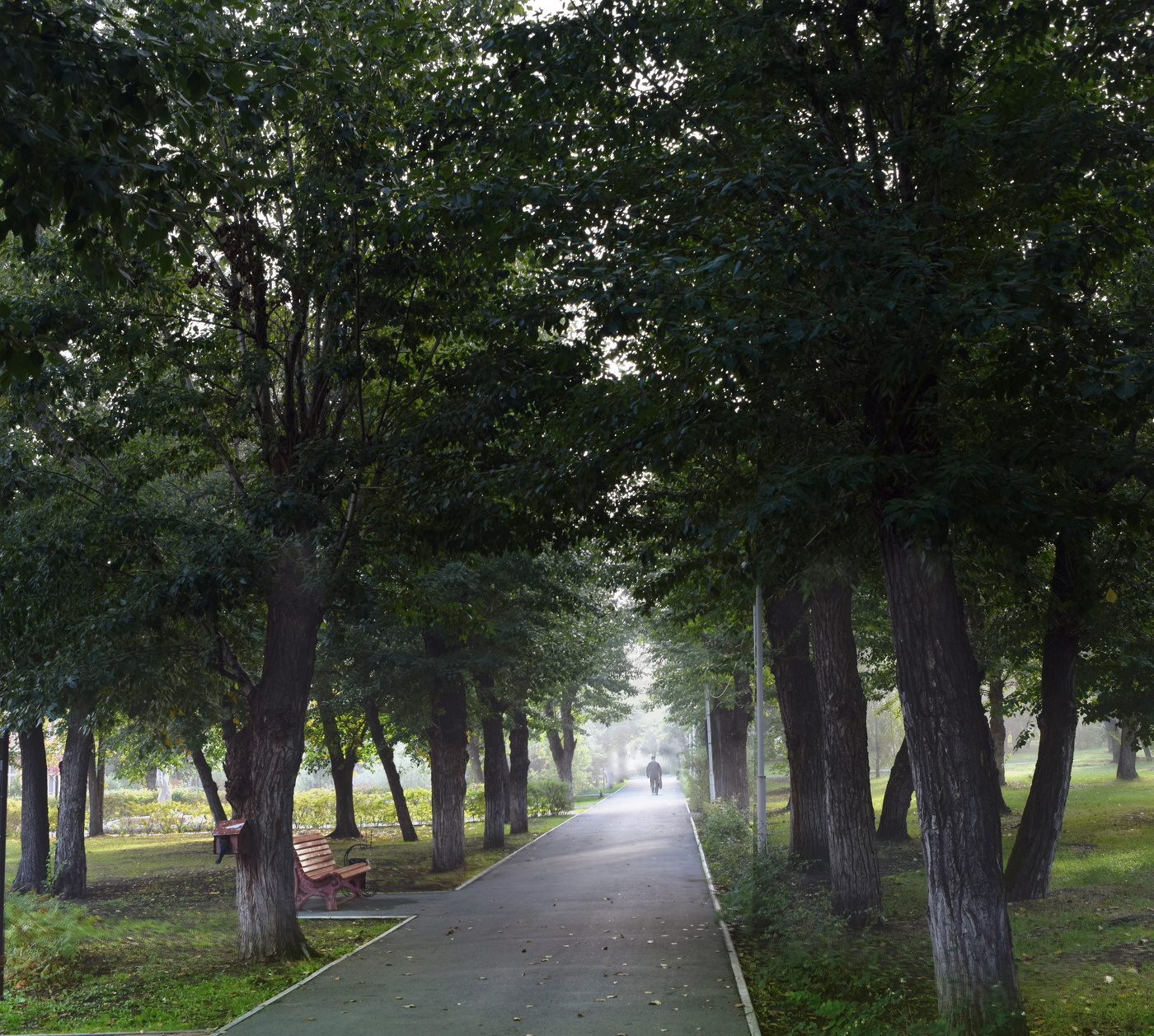 Туманное утро в старом парке