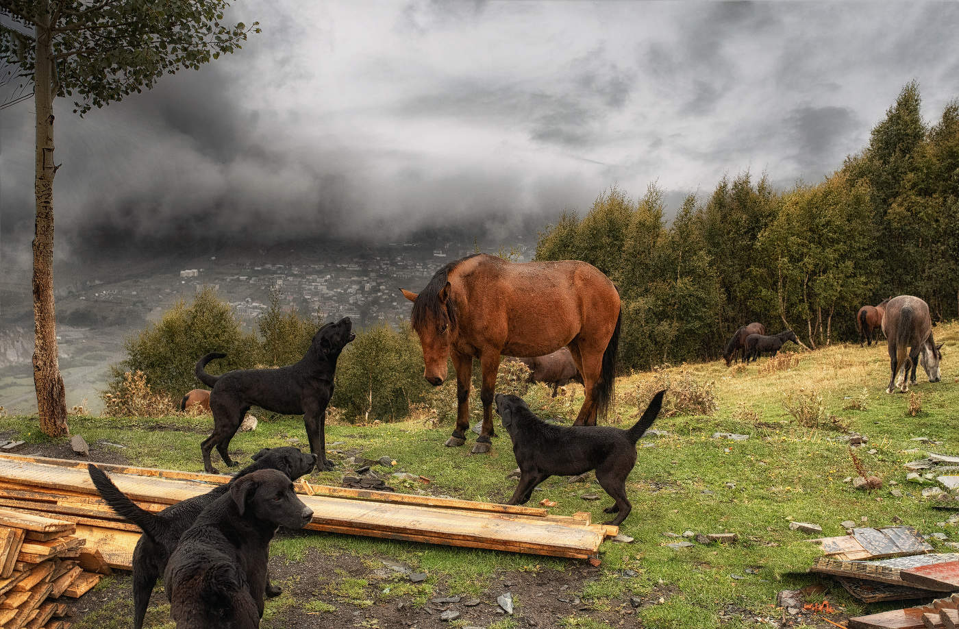 Пастушьи собаки