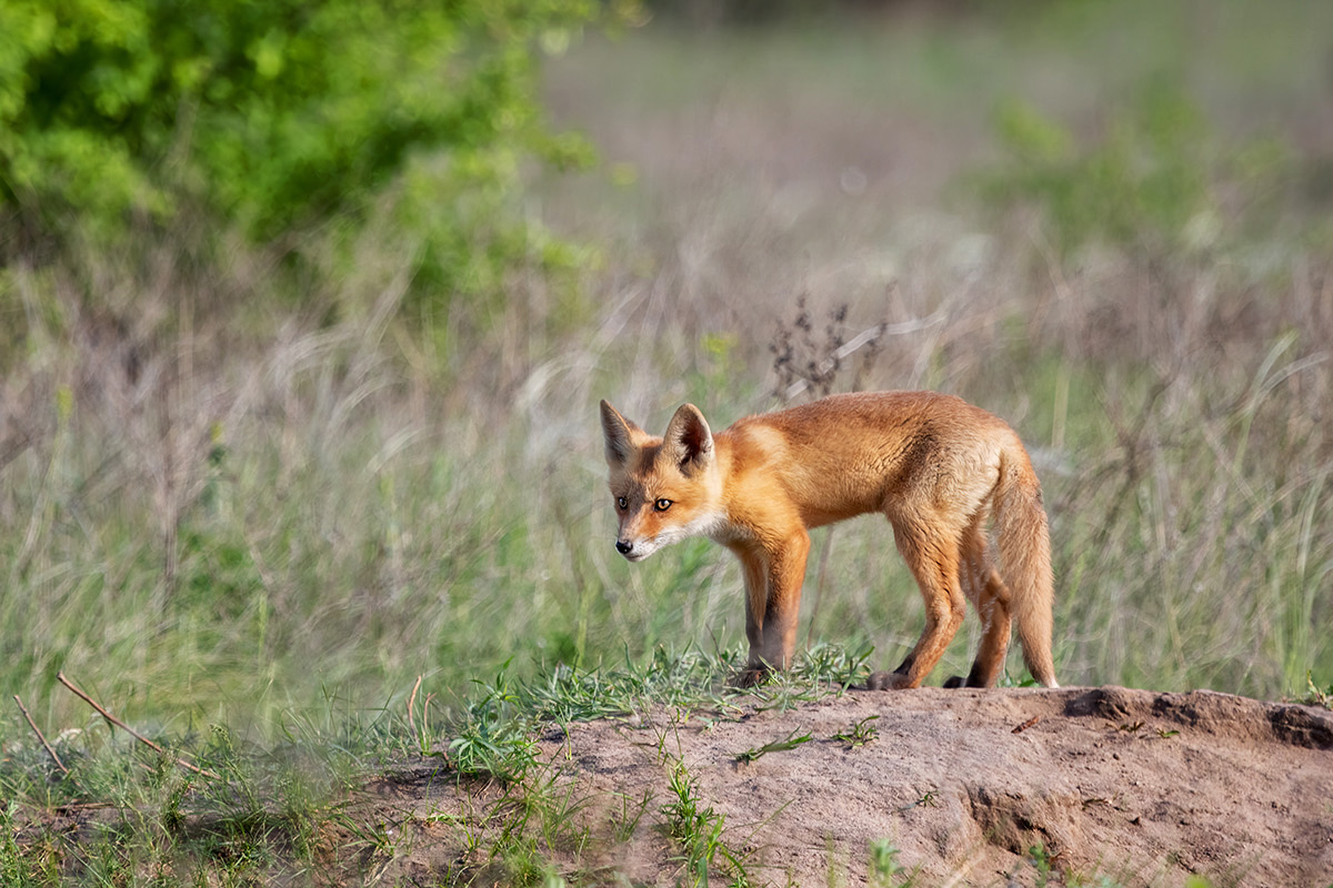 Что-то почуял