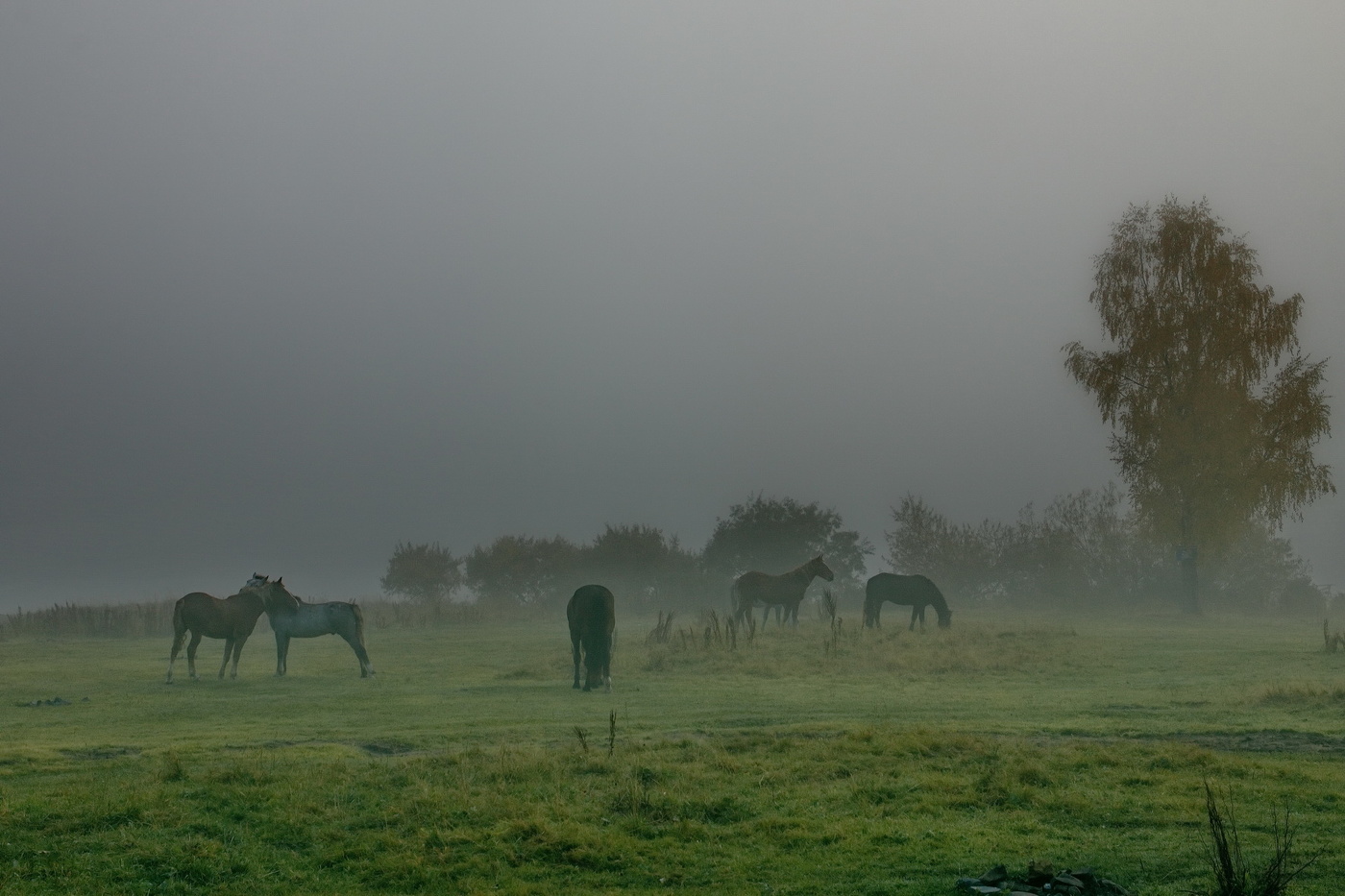 *Туманное утро.**