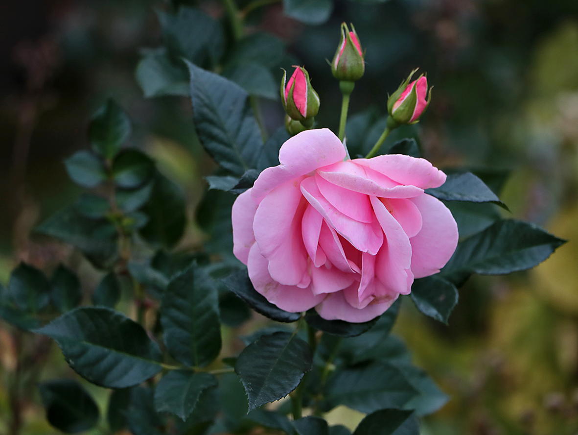 Октябрьская нежность