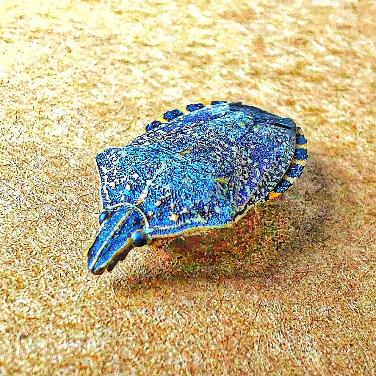 Неизвестное черепахообразное насекомое