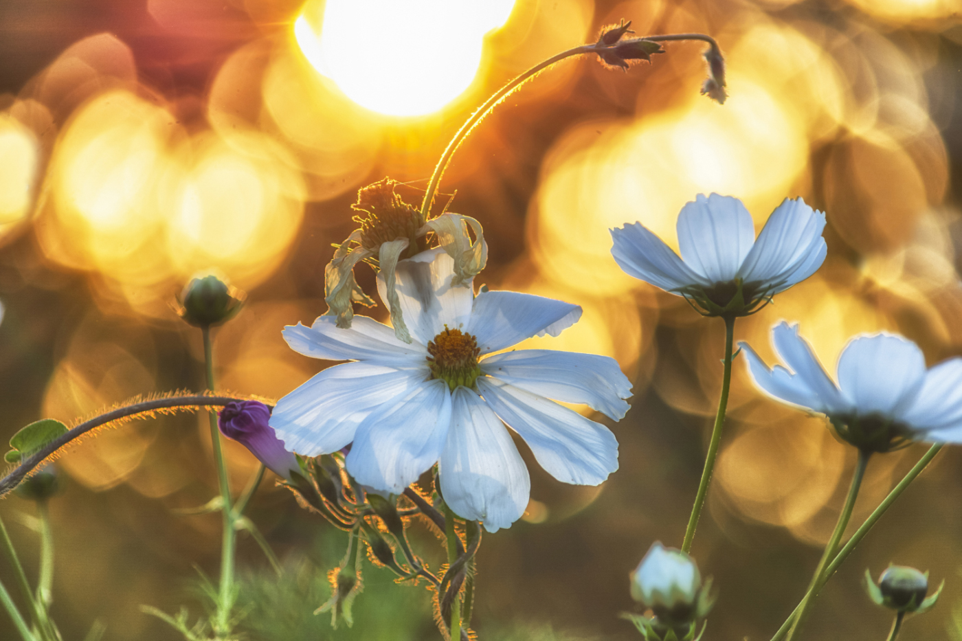 Космея. Солнечный танец.