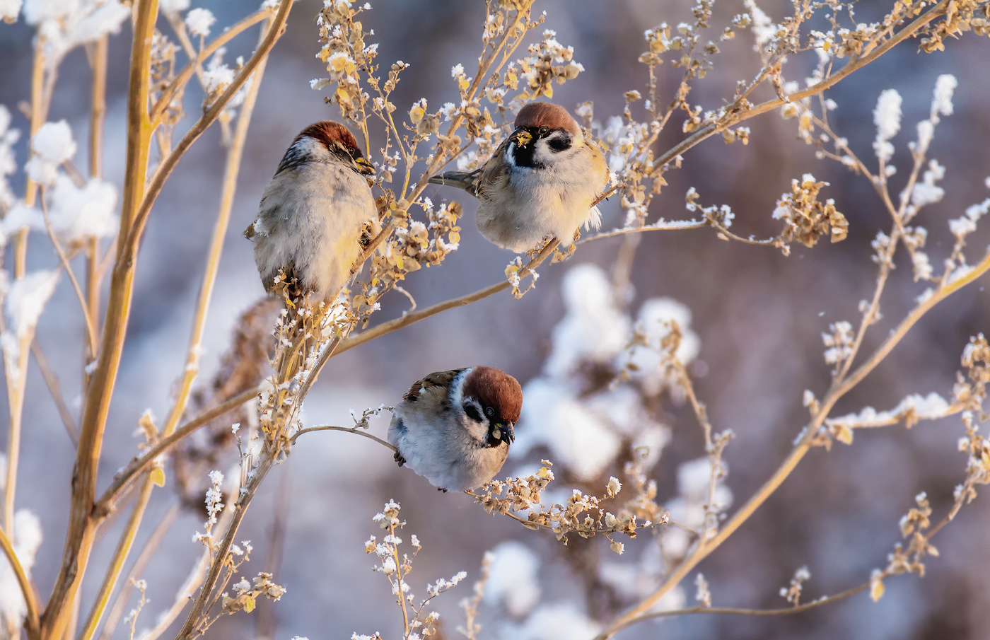 Воробушки..