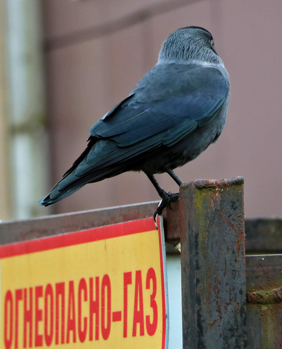 Плевать я хотела...