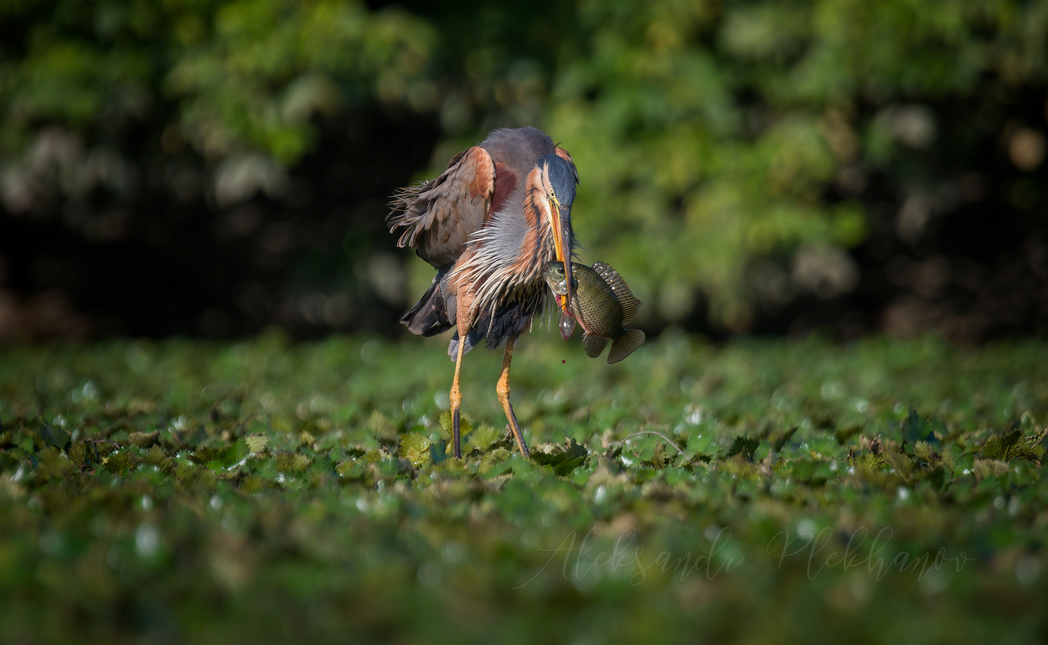 До последней капли