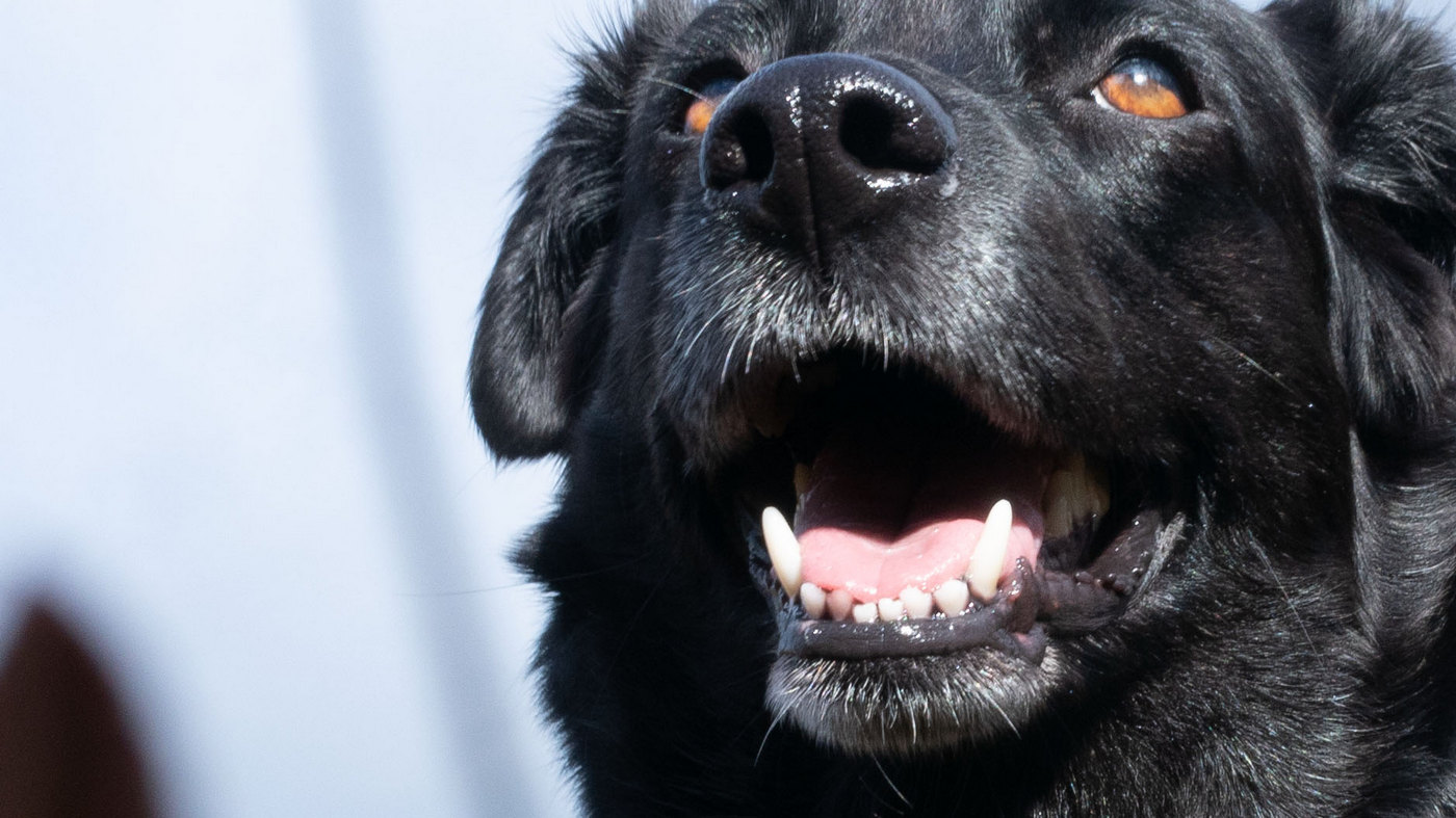 Жизнь вокруг