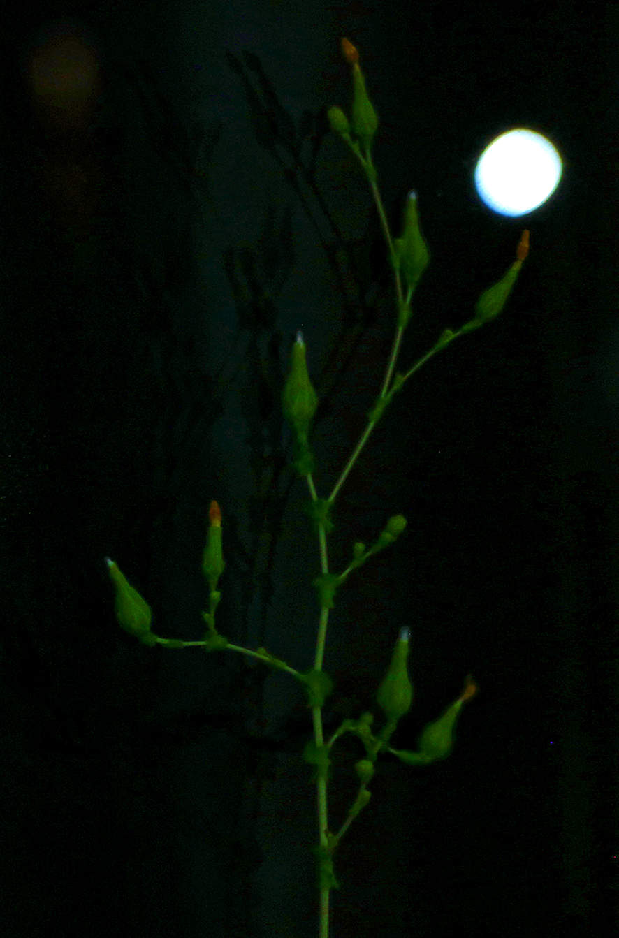 Способны ль ночью звездный свет Не перепутать с фонарями?