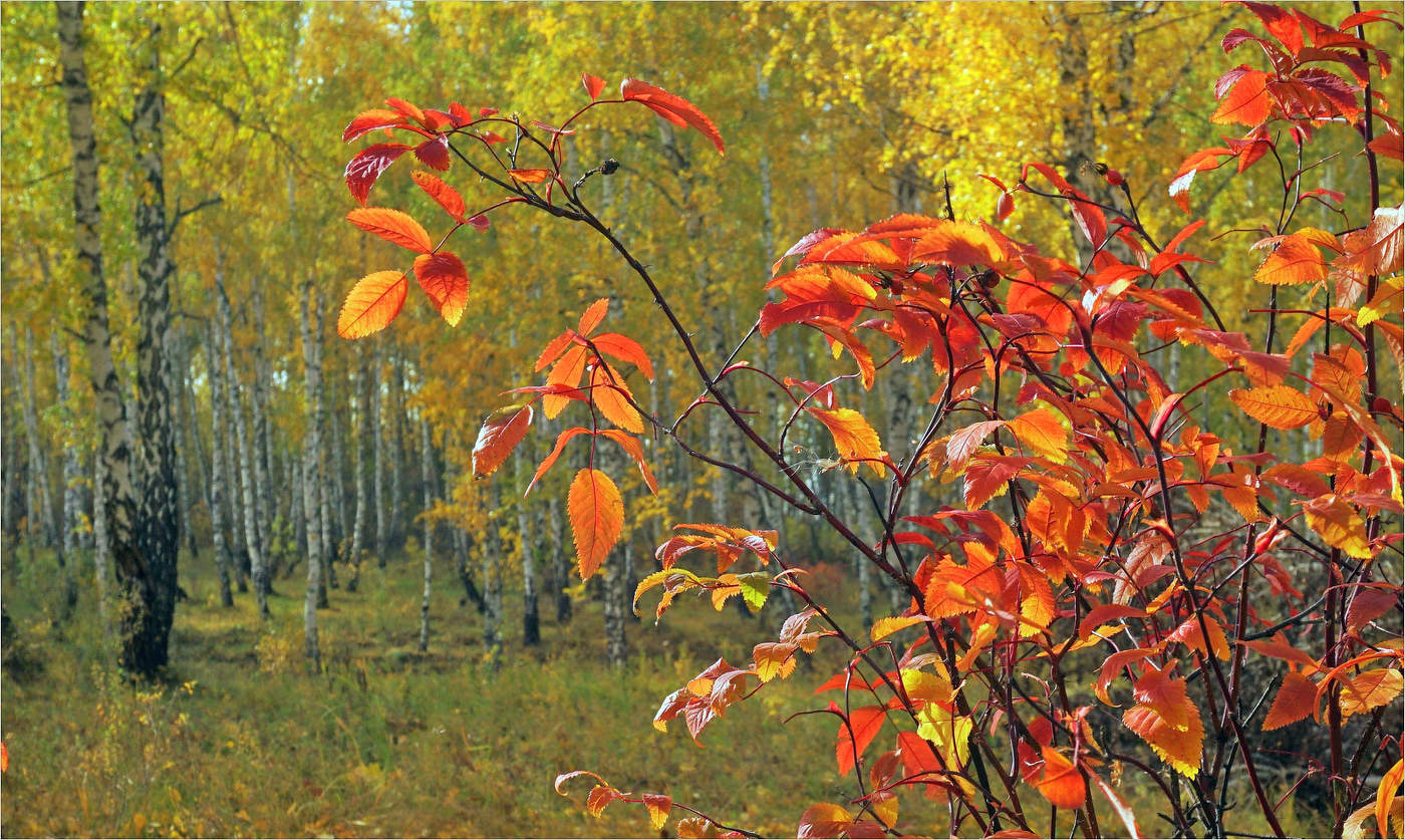 На краски осень не скупится
