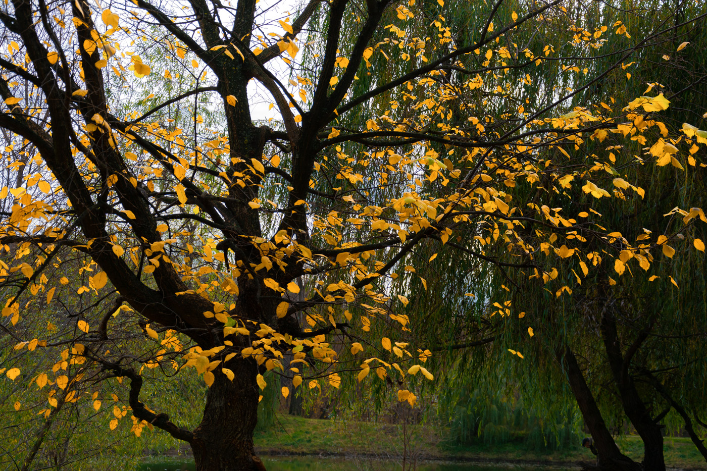 осенние зарисовки