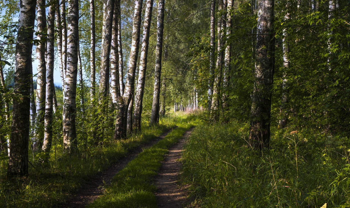 Берёзовый лес у реки.