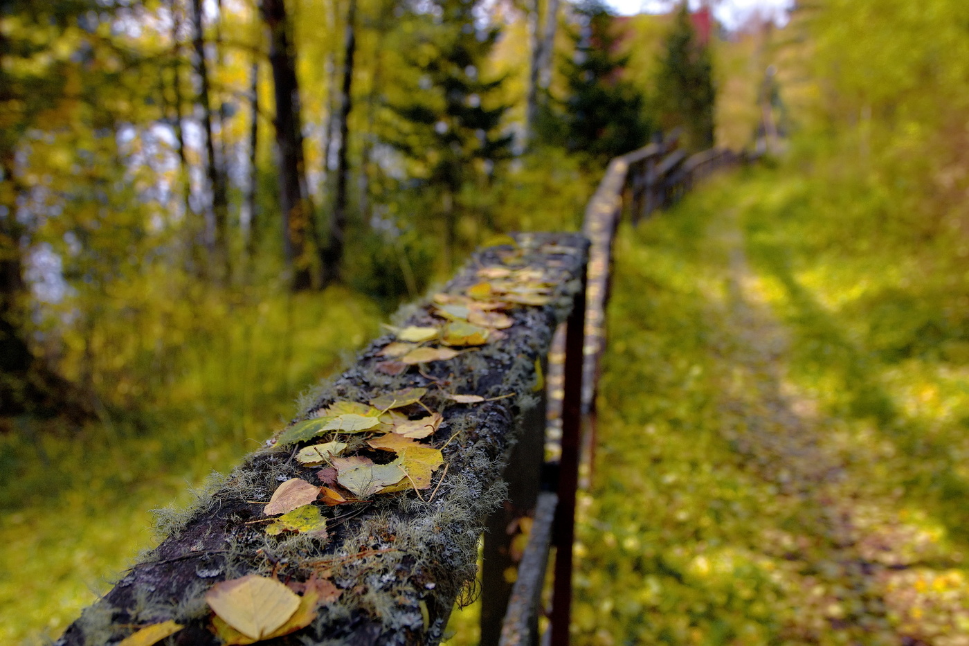 Ритмы осени.