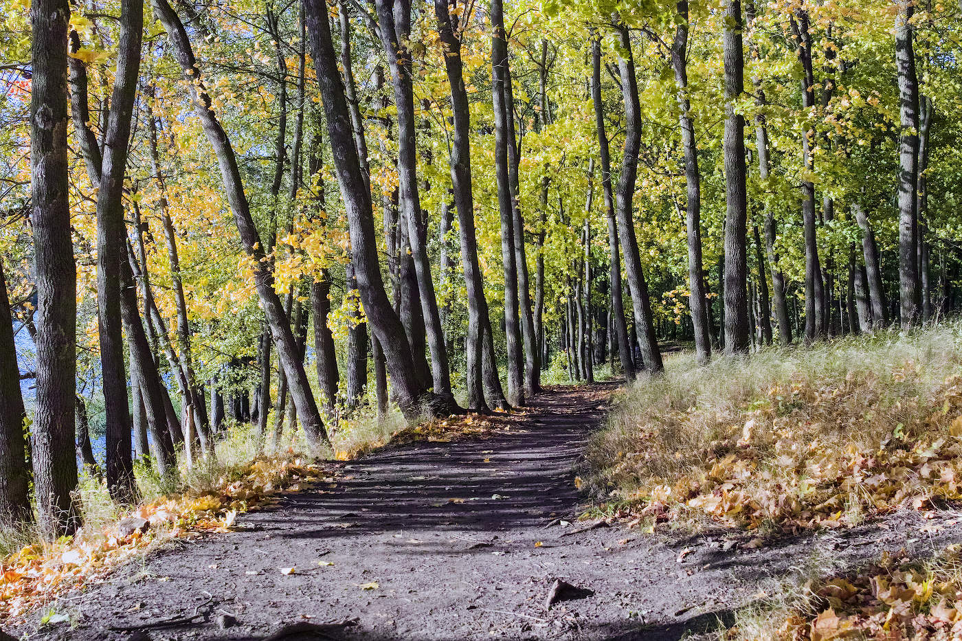 Тропинка в осень