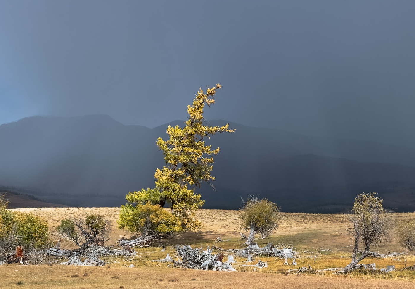 Солнечный свет