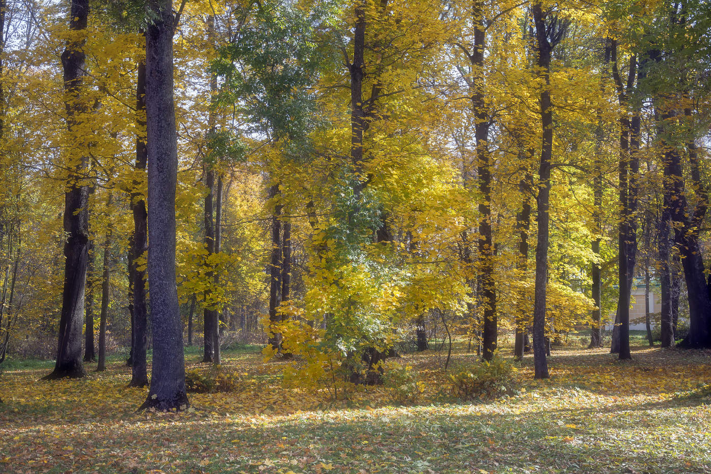 Осень золотая