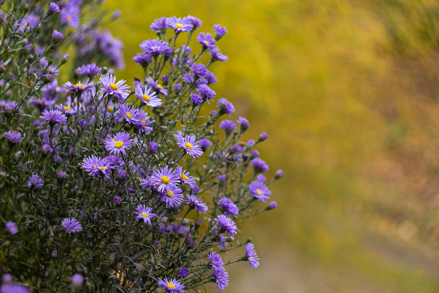 Цветы запоздалые