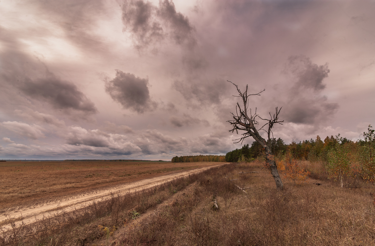 одинокое дерево...