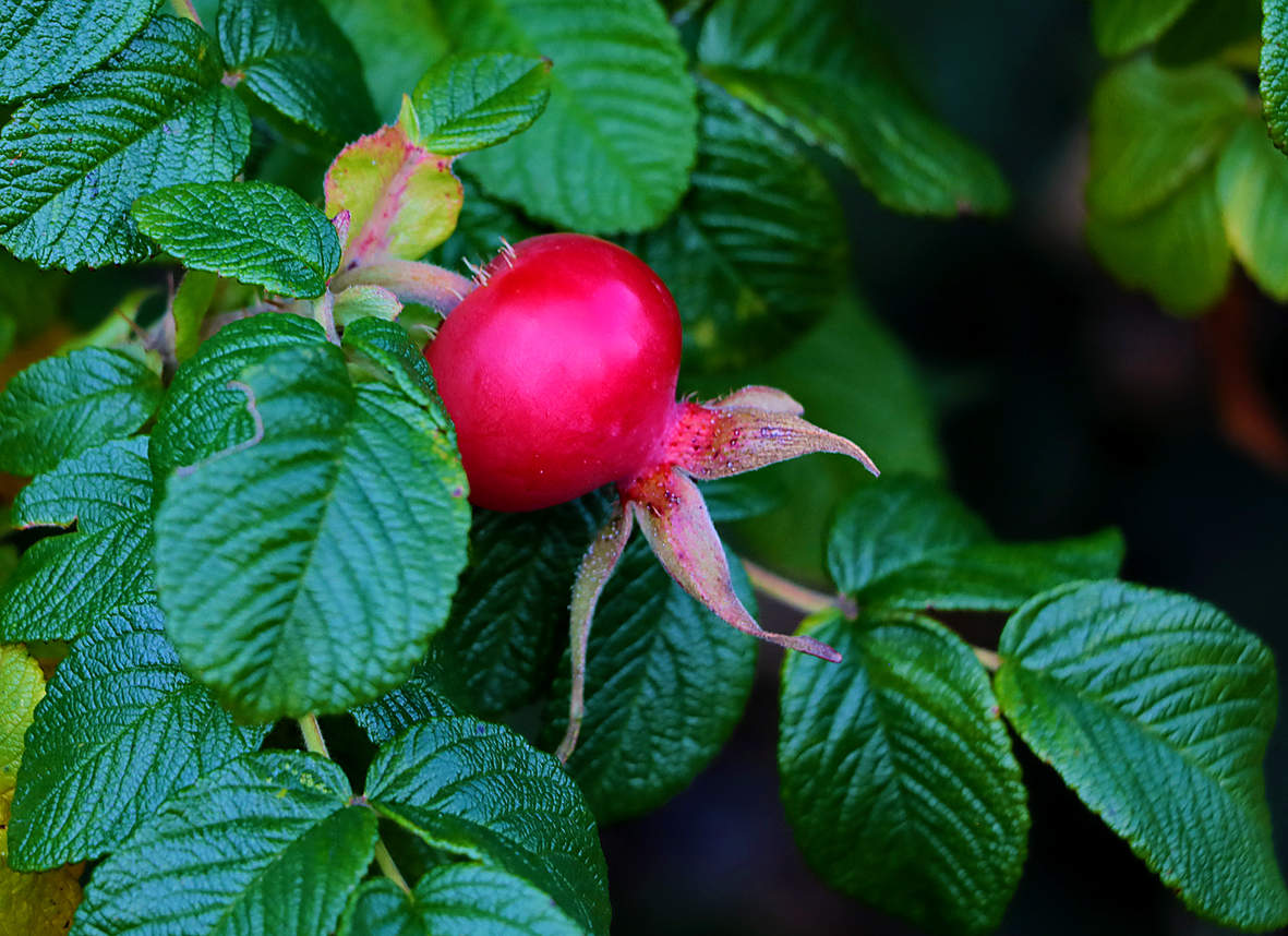 Шиповник как гранатик