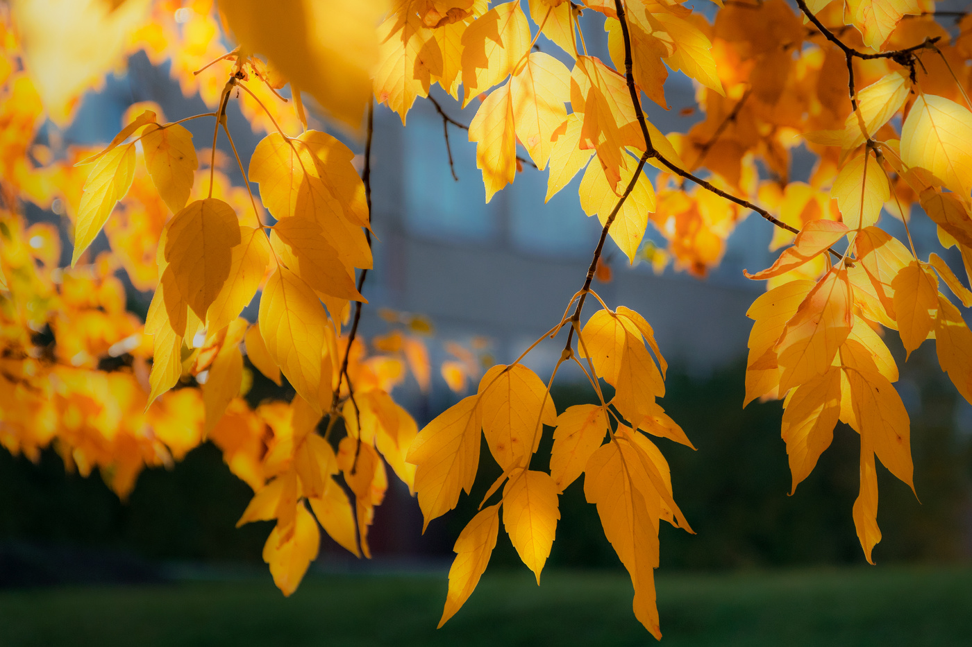 Листья жëлтые...