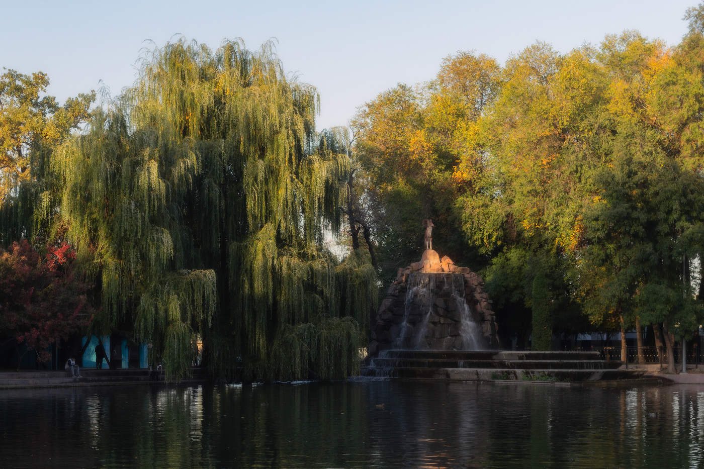 Плакучая ива...