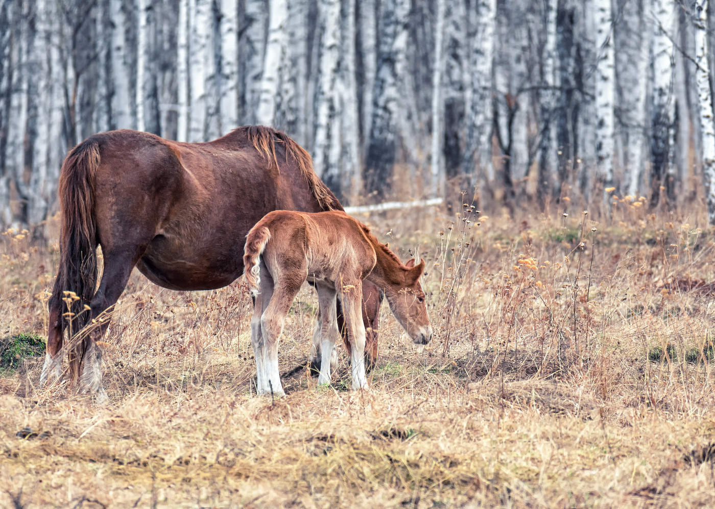 с жеребёнком