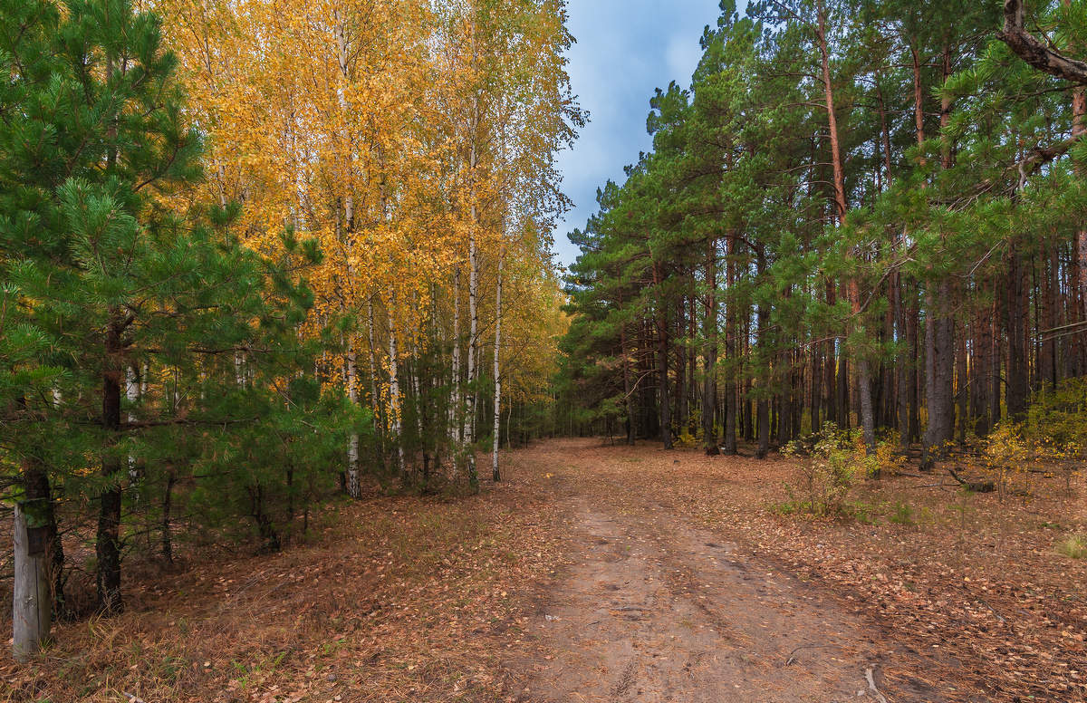 осень в лесу