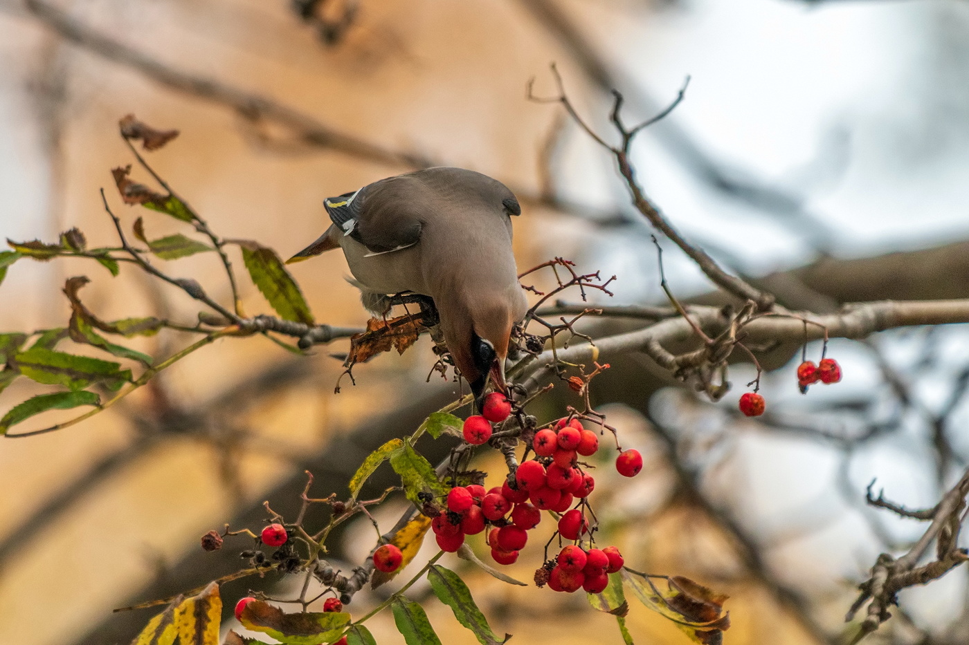 Свиристель.