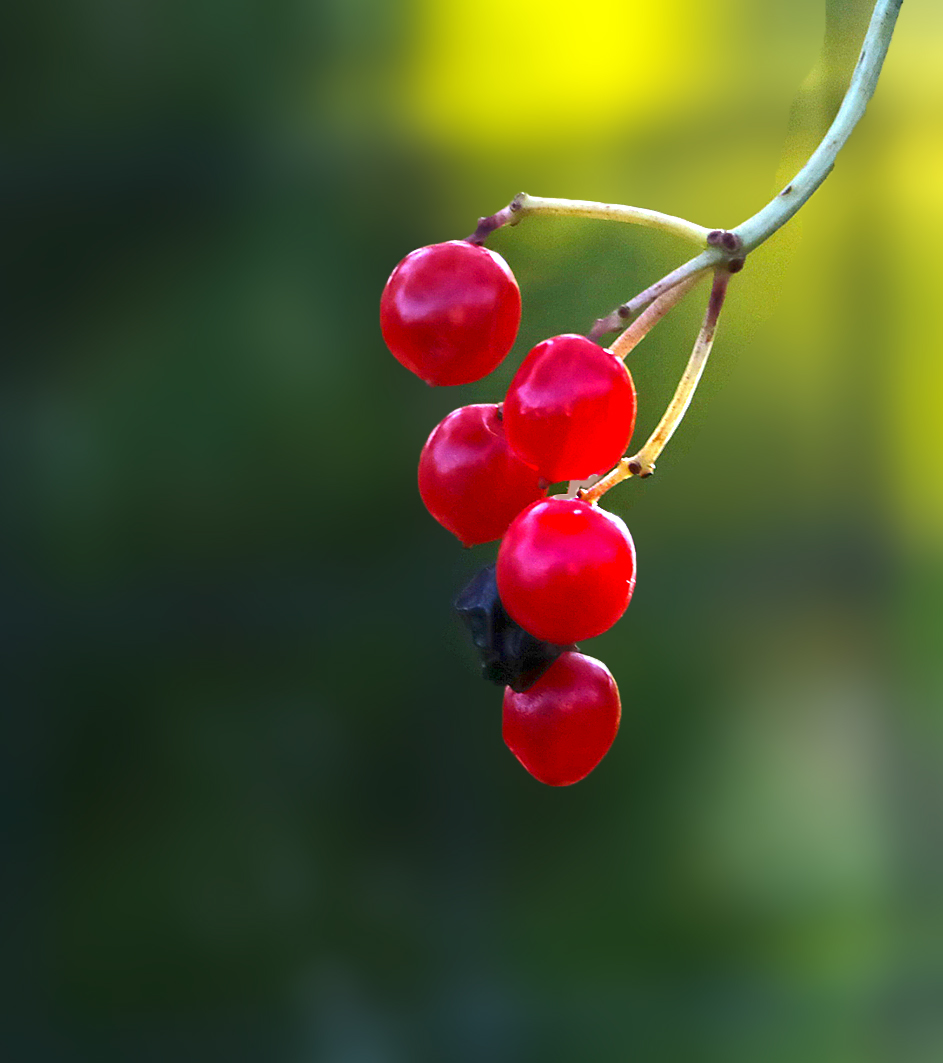 Ягодки калины