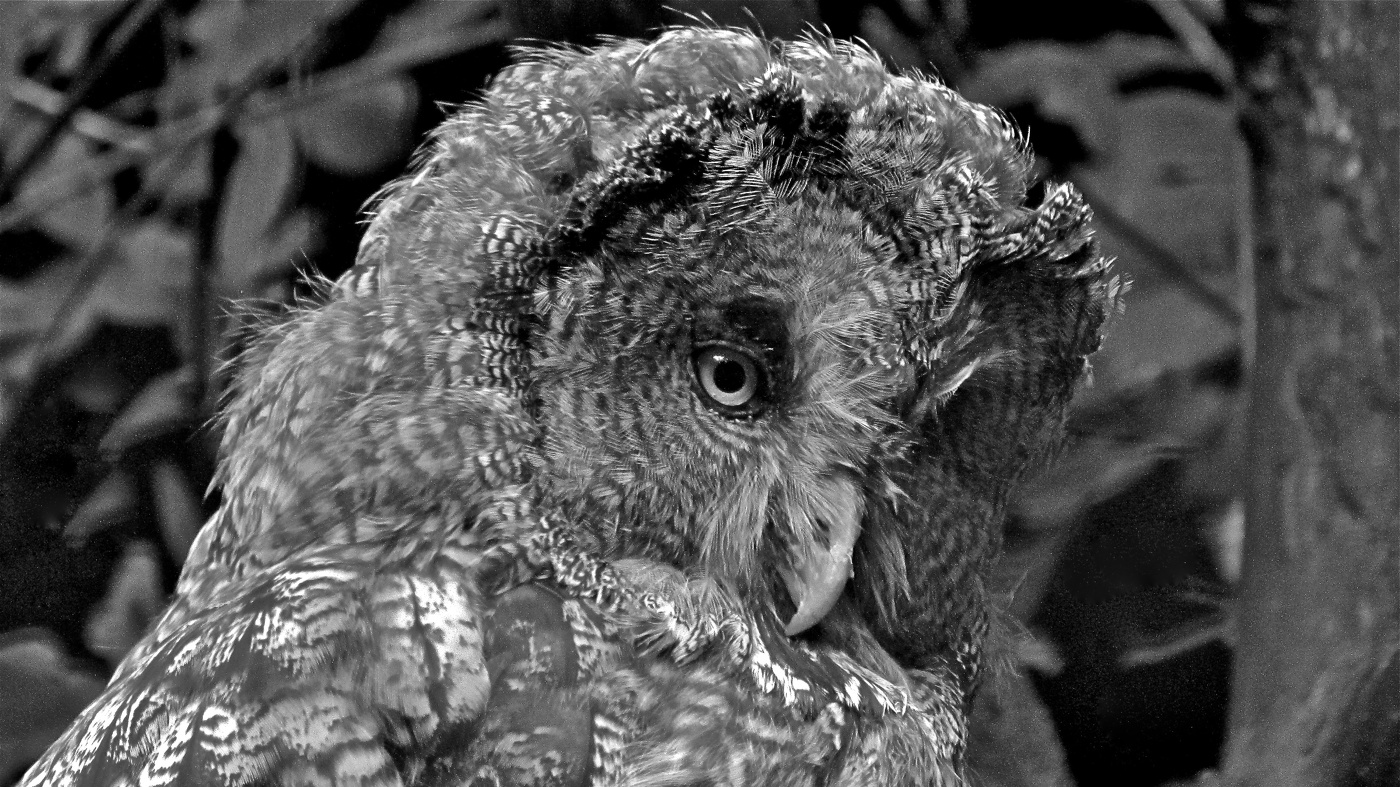 Strix nebulosa lapponica