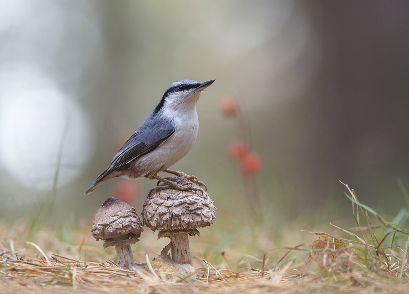 Картинка из леса