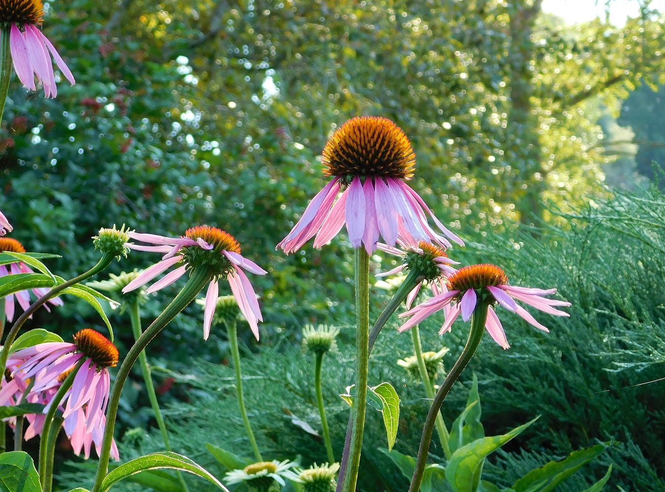 цветы душистых прерий