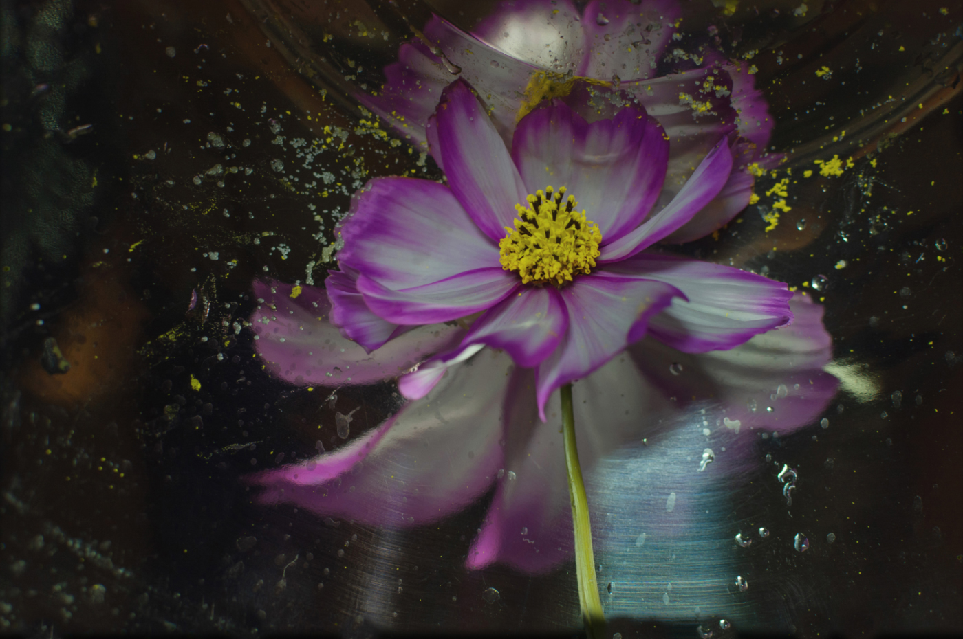 Звезда по имени Космея...