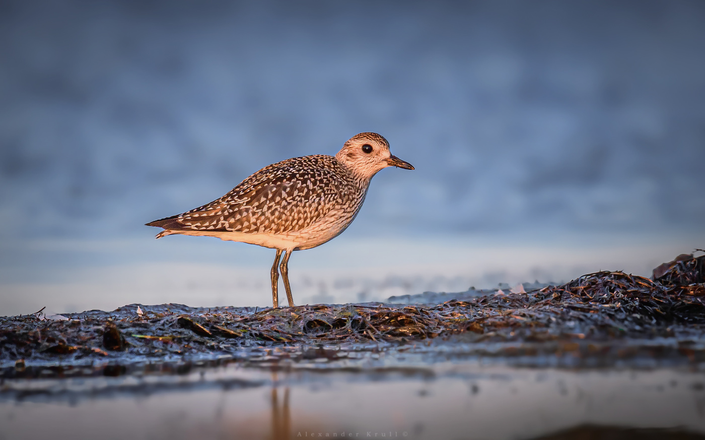 Утро красит нежным светом...
