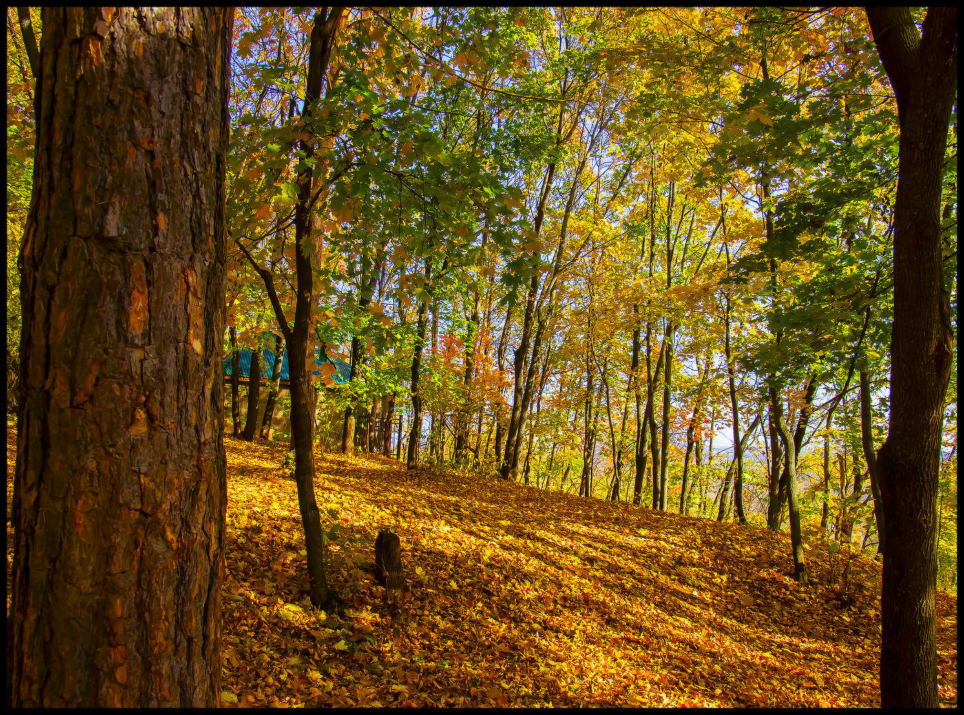 Осенние зарисовки