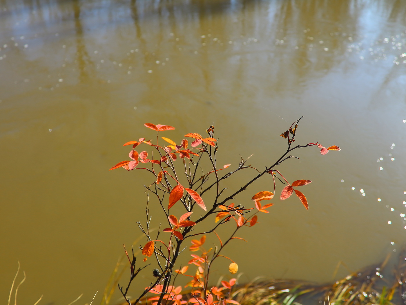 И сотканы порой из тишины Мгновения, которым нет цены...