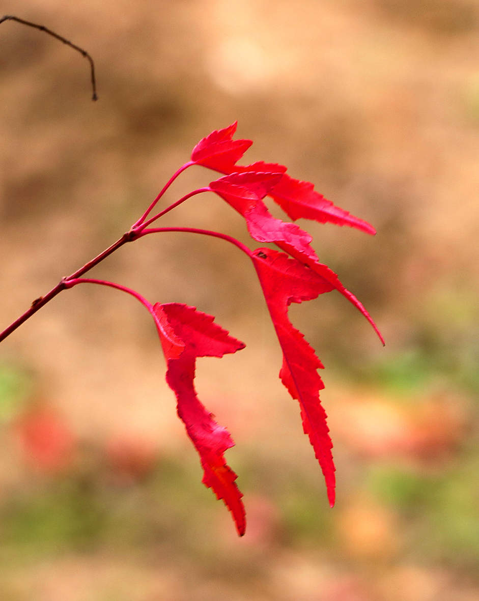 Листья красные прекрасные