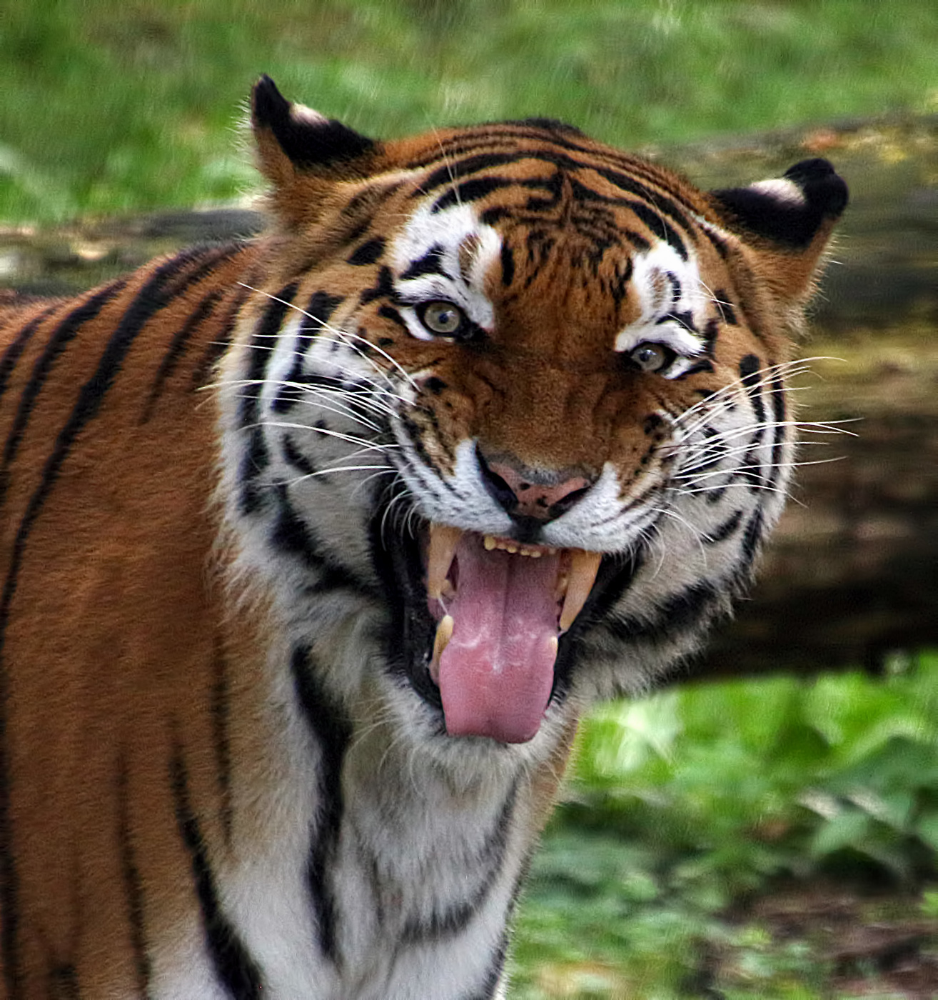 Гримаса в камеру