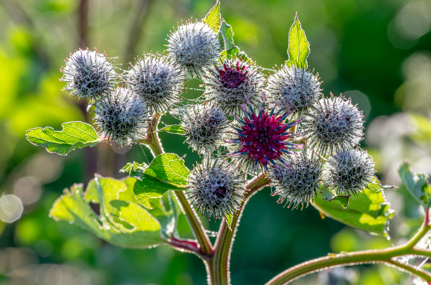 Лопух большой.